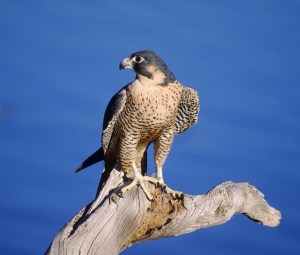 A Peregrine Falcon. Not the Peregrine Falcon